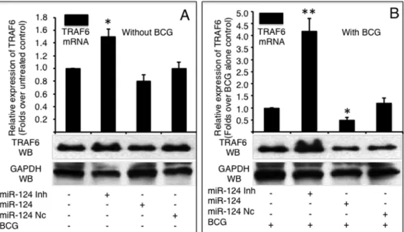 Figure 6. miR-124-induced down-regulation of NF- k B expression. NF-kB mRNA and protein levels were detected by a qRT-PCR (top panels) or an immunoblotting assay (bottom panels), respectively in naive A549 cells (A) or BCG-infected A549 cells (B)