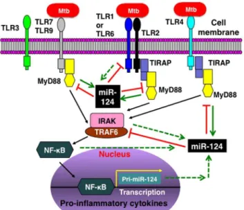 Figure 9. A model of the immunoregulatory role of miR-124 in alveolar epithelial cells following mycobacterial infection