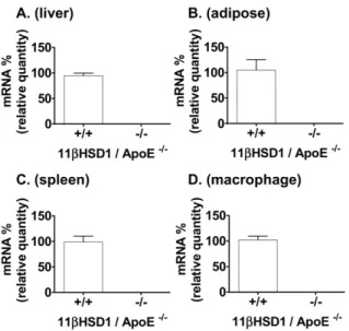 Figure 3. Aortic cholesterol analysis in 11bHSD1 +/+ /apoE 2/2 and 11bHSD1 2/2 /apoE 2/2 mice
