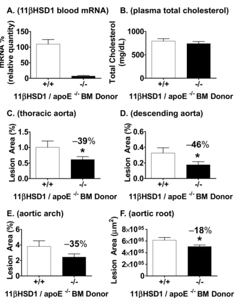 Figure 5. Atherosclerosis development with 11bHSD1-deficient bone marrow reconstitution