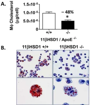 Figure 6. Hyperlipidemic peritonitis model and in vivo cell migration. A) Schematic depicting duration of dietary feeding, peritonitis and timing of cell harvest