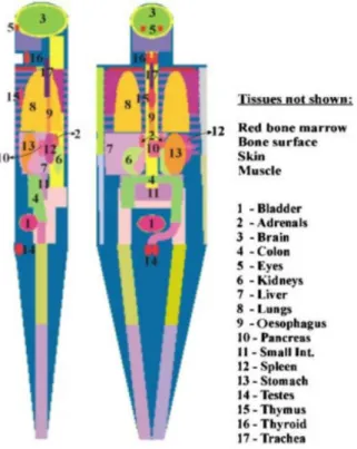 Figure 2: Side and front view of the ADAM phantom [10].