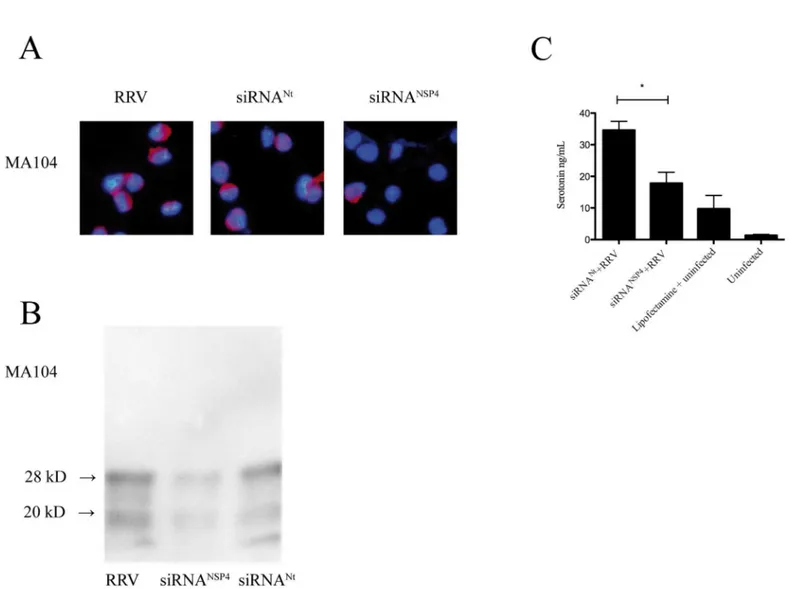 Fig 2. Extracellular stimulation of silenced NSP4 from MA104 cells attenuates secretion of serotonin from EC tumor cells
