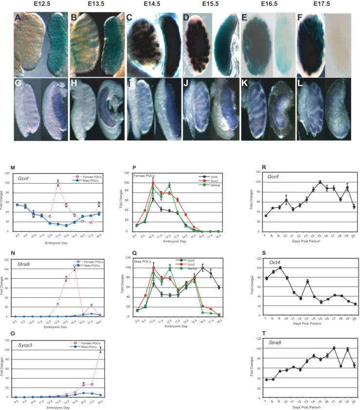 Figure 2. Analysis of Gcnf , pluripotency-associated genes, and meiosis-related gene expression profiles in PGCs in male and female embryonic gonads and in spermatogonial cells