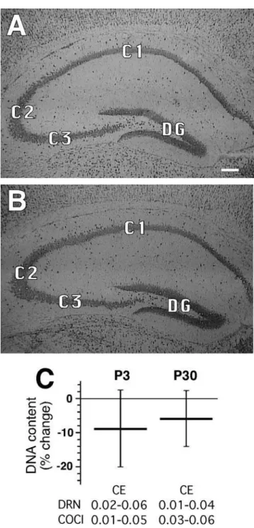 Figure 1. Evaluation of the structure and total DNA content of hippocampal pyramidal tissues in P3 progeny of saline-treated and cocaine-treated mice