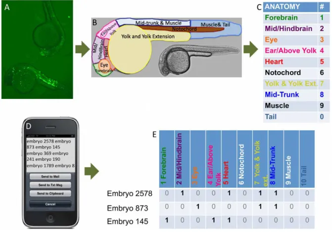 Figure 5 displays examples of CCE activity consistent with expression of the host gene