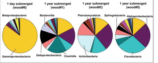 Table 3. Most common bacterial classes in decreasing order of their relative sequence abundances in wood experiments submerged for 1 day or 1 year, and in wood-influenced or non-wood influenced sediments.