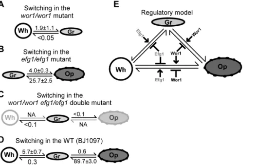 Figure 6. Roles of Wor1 and Efg1 in the regulation of white-gray-opaque transitions in C