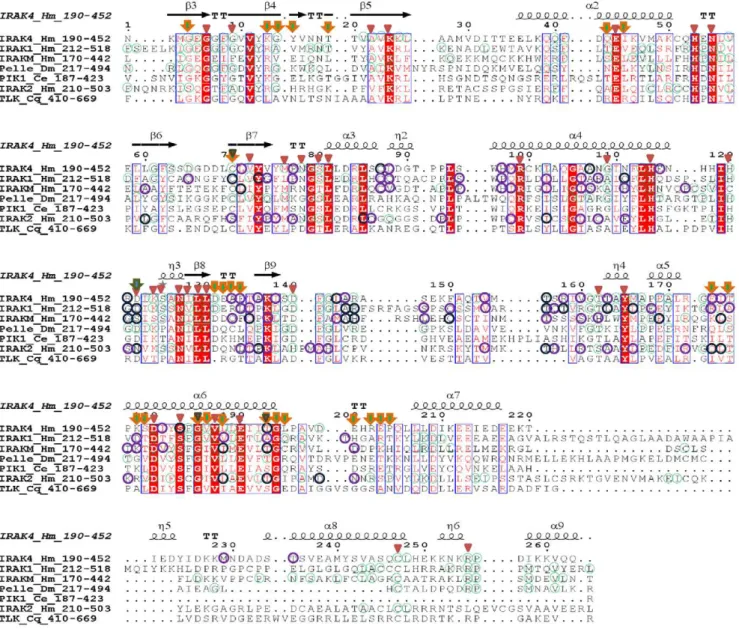 Figure 3. Multiple sequence alignment of the kinase domains (KDs) from representative IRAK family members along with the IRAK4 KD crystal structure