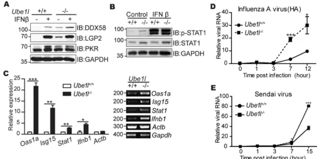 Fig 1. The Ube1l -deficient MEFs are more susceptible to viruses with higher STAT1 activity