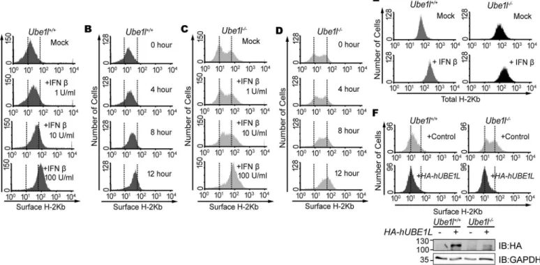 Fig 2. Ube1l -deficient population harbors sub-populations with distinct surface H-2Kb expression