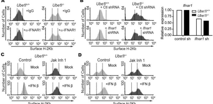Fig 4. Bimodality in Ube1l deficient MEF populations are not mediated by basal type I IFN signaling