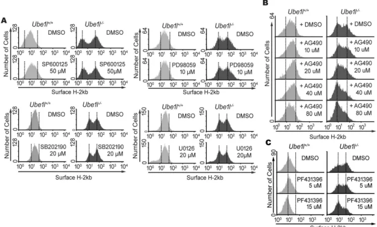 Fig 5. AG490 and PF431396 block the bimodality in basal surface H-2Kb expression of Ube1l deficient MEFs