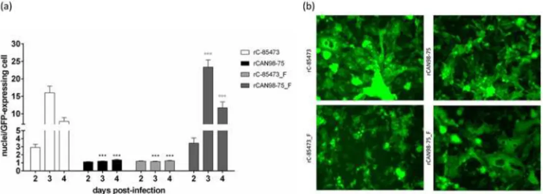 Fig 3. Syncytium formation induced by recombinant HMPV strains. (a) LLC-MK2 monolayers in 24 well- well-plates were infected with rHMPV at an MOI of 0.01 in quadruplicate