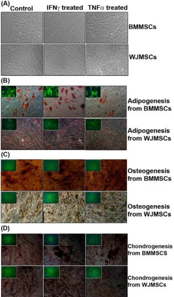Figure 1. Phenotypic changes and tri-lineage differentiation potential of human MSCs on exposure to IFNc and TNFa