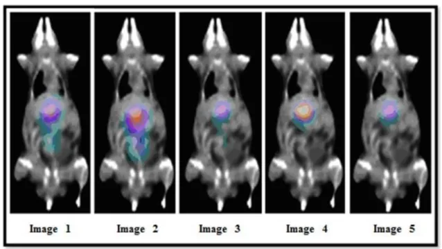 Figure 2: SPECT images of the CONTROL animal (29,47 g) for 1.58 h, 3.45 h, 4.40 h, 5.63 h, and  24.26 h after radiopharmaceutical administration (23,14 MBq)