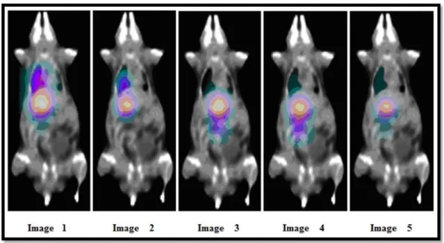 Figure 4: SPECT images of the INDUCED B animal (27,65 g) for 0.55 h, 1.60 h, 2.61 h, 3.50 h and  23.63 h after radiopharmaceutical administration (26,29 MBq).