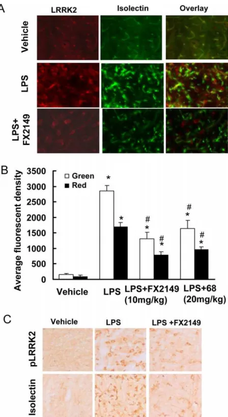 Fig 6. FX2149 reduced LPS-induced microglia activation and LRRK2-upregulation. G2019S-LRRK2 BAC transgenic mice (6–12 weeks) were injected with LPS (5 μg) and FX2149 (10 mg/kg) as described in the methods section