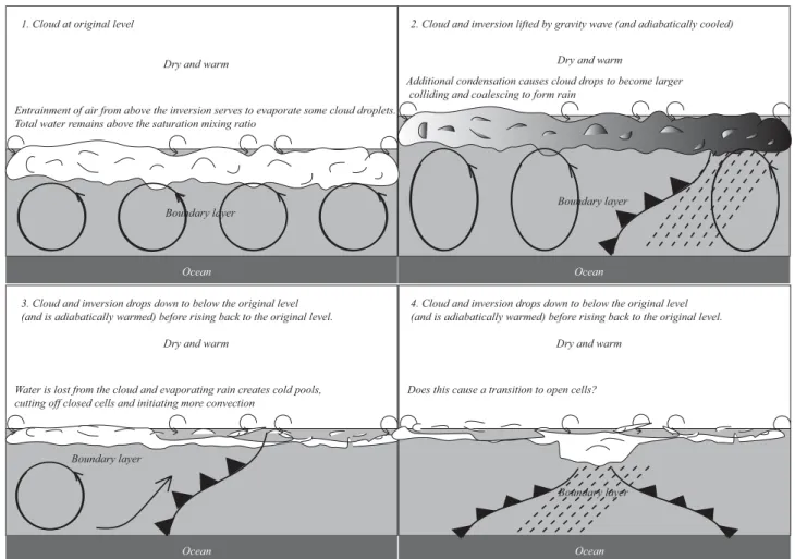 Fig. 2. Schematic of the second hypothesis to be tested: does the cloud clear due to drizzle forming and falling out? (1) Cloud is at its equilibrium level; (2) cloud and the inversion are lifted by the gravity wave, which results in higher liquid water co