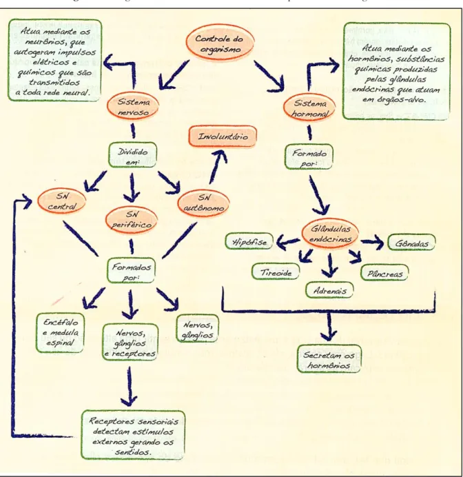 Figura 3 – Diagrama conceitual referente aos sistemas que controlam o organismo 
