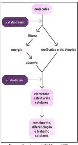 Figura 4 – Diagrama conceitual referente ao metabolismo 