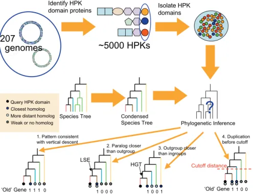 Figure 3 summarizes the quantitative results of our phylogenetic analysis across all bacteria (Figure 3A) and individually for each of our targeted genomes (Figure 3B).