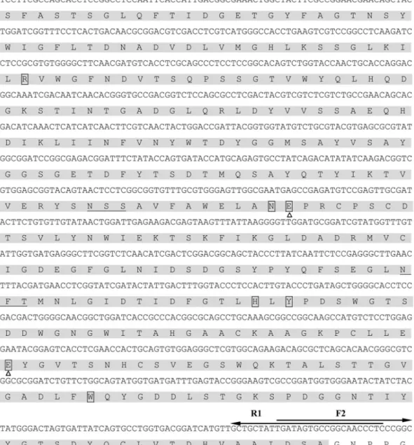 Figure 3. Nucleotide sequence of the Auman5A-cbm and its deduced amino acid sequence of the AuMan5A-CBM