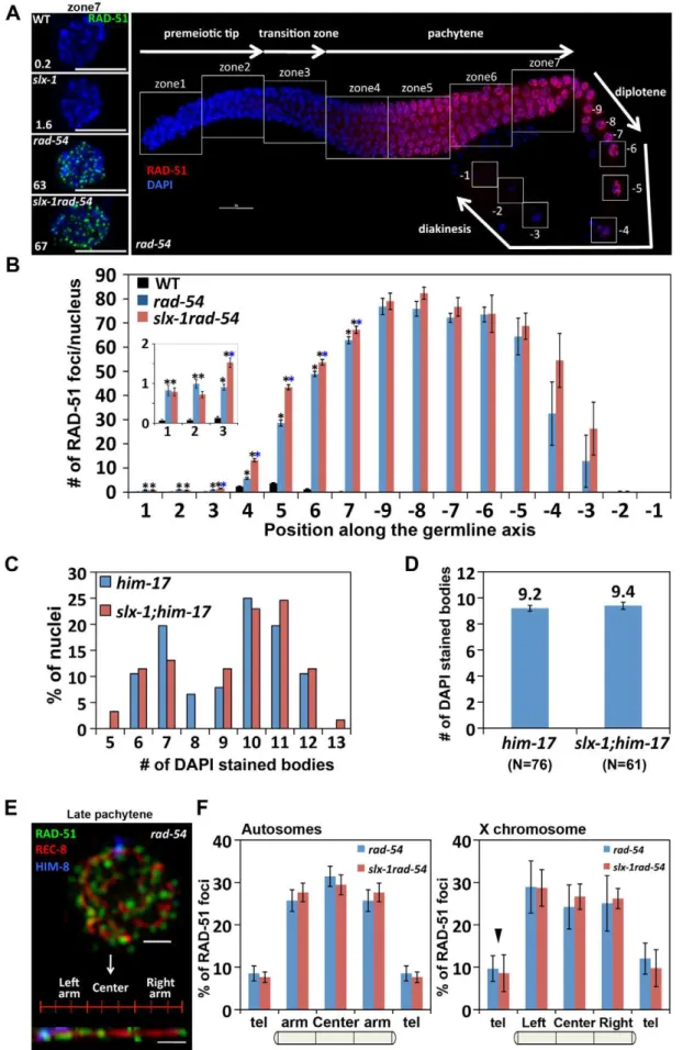 Figure 6. SLX-1 does not regulate either the levels or the distribution of DSBs. (A) Panels on the left are high magnification images of late pachytene nuclei (zone 7) immunostained with RAD-51 in the indicated genotypes