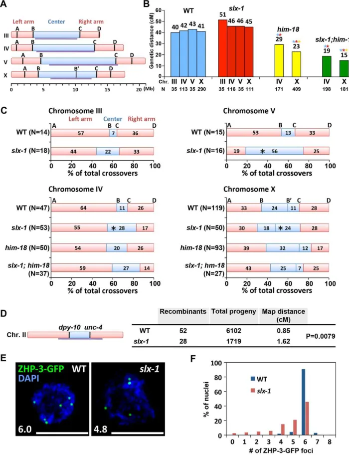 Figure 7. SLX-1 promotes the regulation of crossover distribution but not crossover frequency