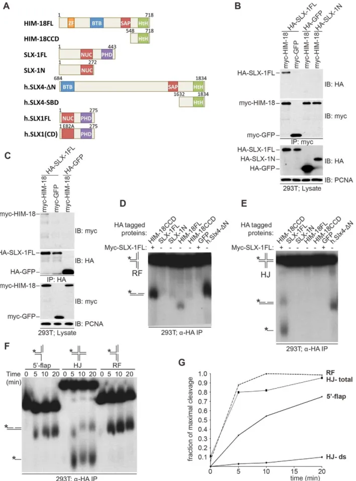 Figure 1. C. elegans SLX-1 cleaves branched substrates in a HIM-18–dependent manner. (A) Protein constructs used in this study