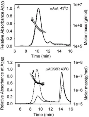 Figure 2. Thermal behavior of the wild-type a A-crystallin and a AG98R incubated with and without mini-chaperone