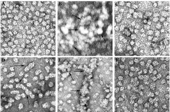 Figure 3. TEM micrographs of a AG98R mutant protein in presence and absence of a A-mini-chaperone