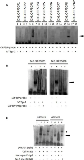 Figure 1. Egr-1 binds two different targets on the KSHV ORF50 P. (A) IVT-synthesized Egr-1 binds to ORF50P probes