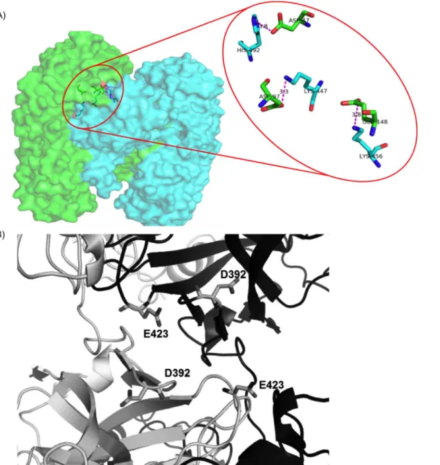 Fig 7. Interactions within domain swapped dimer of diphtheria toxin. A) Three salt bridges within DSI