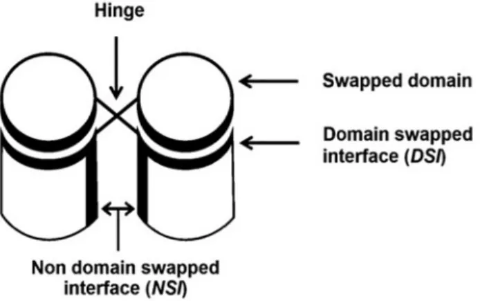 Fig 1. Domain-swapped oligomers with different regions marked.