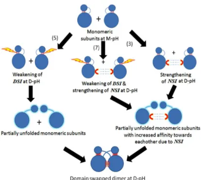 Fig 5. Proposed model representing possible effects of pH on DSI(SI) and NSI (PI) during pH- pH-dependent domain-swapping.