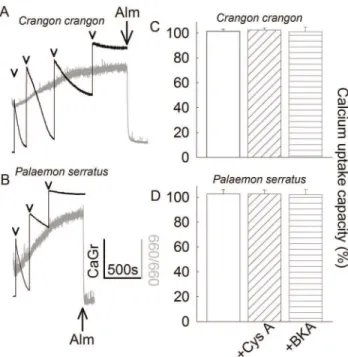 Figure 1. Characterization of Ca 2+ retention of Crangon crangon (A, C) and Palaemon serratus (B, D) mitochondria