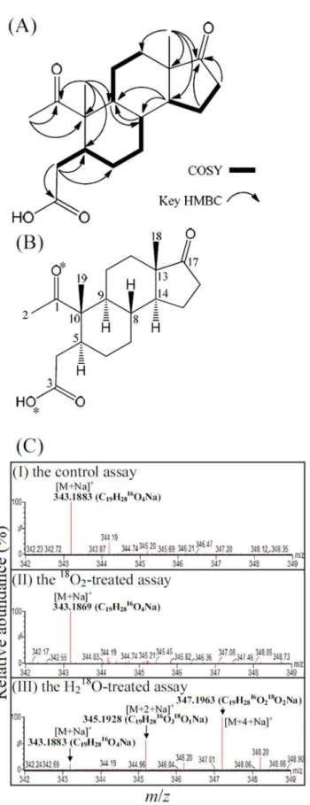 Figure 4. The structure elucidation and the investigation of the ring cleavage mechanism of compound 1 (1,17-dioxo-2,3- seco  -androstan-3-oic acid, DSAO)