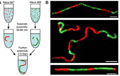 Figure 8. Longitudinal assembly of IFs by end-to-end fusion of filaments. (A) Assembly starter units labeled with two different dyes, assembled separately for 30 min, mixed and further assembled for 2 days