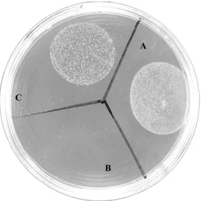 Figure 3. Relative concentrations of glpF and glpK expression in normal growth and L-form S