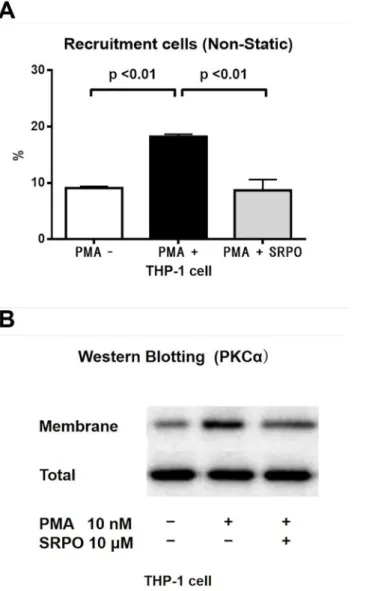 Fig 4. THP-1 cell adhesion to HUVECs (Non-static rotational assay) and expression of PKC α in THP-1 cells