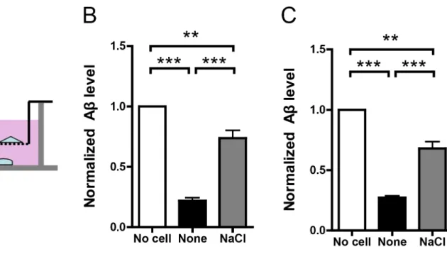 Fig 4. NaCl treatment suppressed Aβ clearance in co-culture system. (A) Rat primary neurons were plated in the lower chamber and treated cell lines were plated in the upper chamber