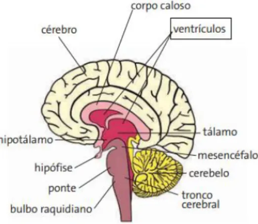 Figura 3 – Ilustração de um corte sagital de um encéfalo mostrando as principais estruturas