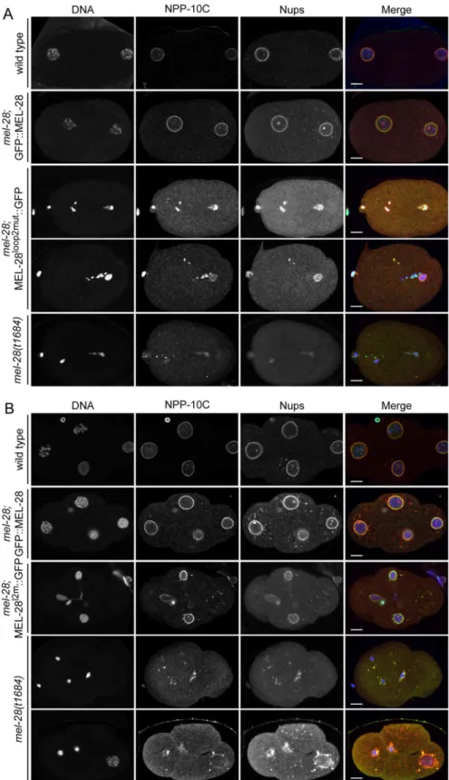 Fig 4. Mutation of MEL-28 loop2 impairs chromosome segregation. One-cell stage (A) and 4-cell stage (B) embryos from mel-28 mutants expressing either GFP::MEL-28 or MEL-28 loop2mut ::GFP were compared with wild type and mel-28 embryos by immunofluorescence