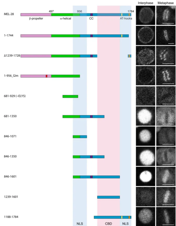 Fig 5. Identification of MEL-28 chromatin binding domain and nuclear localization signals
