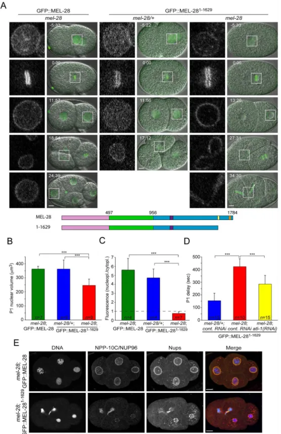 Fig 6. The AT-hook domain of MEL-28 is required for nuclear growth, chromosome segregation and cell cycle timing