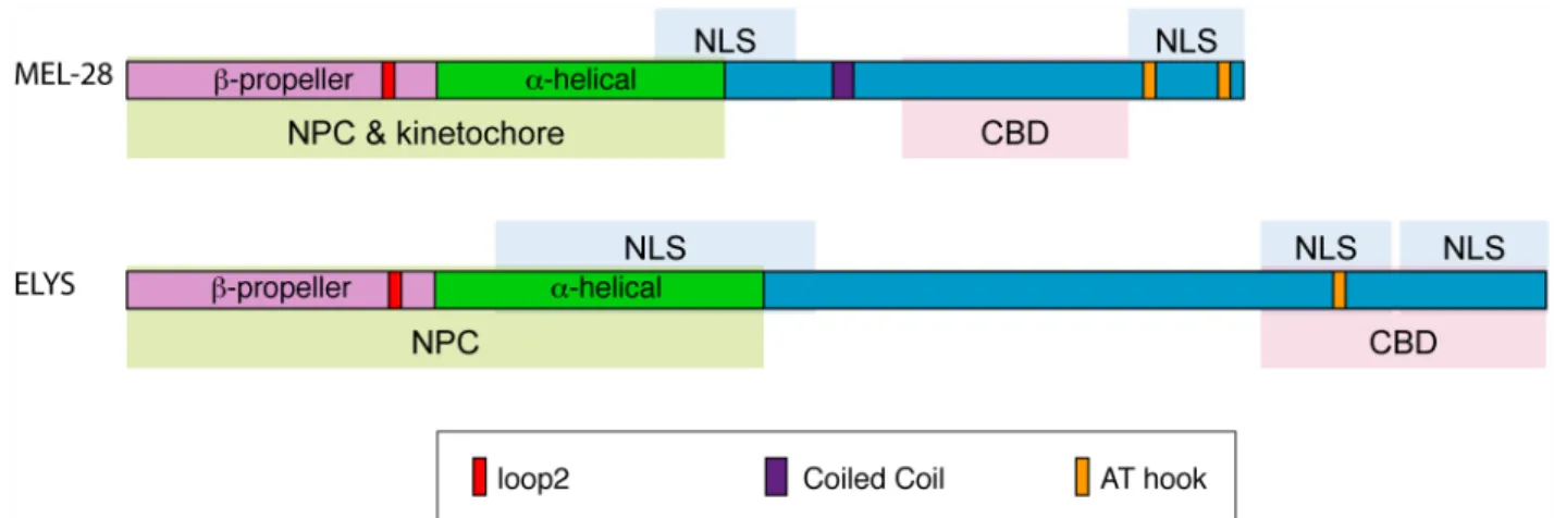Fig 8. Overview of MEL-28 and ELYS localization domains. The N-terminal halves of MEL-28 and ELYS are sufficient to localize to NPCs (green shading) although less efficiently than full-length proteins