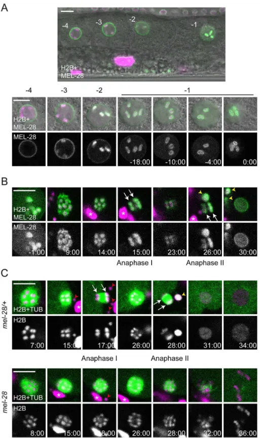 Fig 1. MEL-28 is essential for female meiosis. (A) GFP::MEL-28 (green in merged images) was expressed in oocytes and accumulated at kinetochores of meiotic chromosomes (visualized with mCherry::HisH2B;