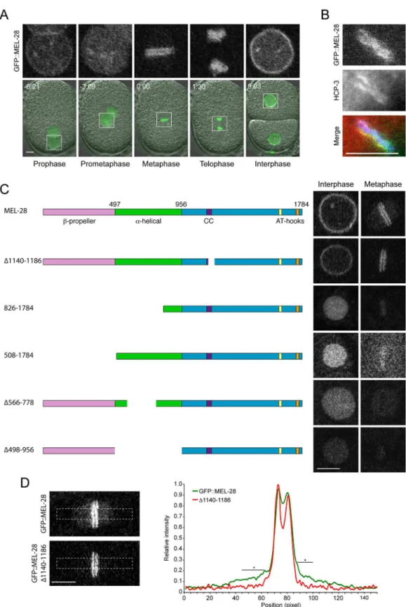 Fig 2. MEL-28 N-terminal domains are required for NPC and kinetochore localization. (A) Still images from time-lapse recording of embryo carrying a GFP insertion into the endogenous mel-28 locus