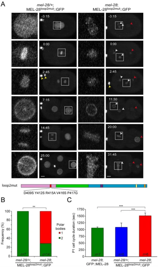 Fig 3. MEL-28 loop2 is required during meiosis and mitosis. (A) Still images from time-lapse recordings of control (left) and mel-28 (right) embryos expressing MEL-28 loop2mut ::GFP